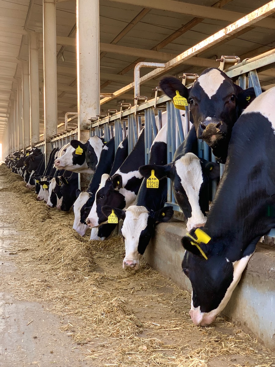 a herd of cows standing next to each other in a barn